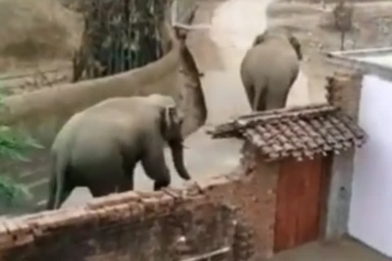 elephants roaming in the streets of fingeshwar of gariyaband