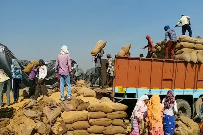 sale-of-surplus-paddy-starts-under-auction-in-bilaspur