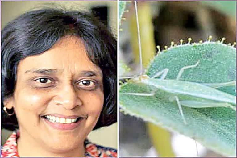 A new tree cricket species in Mexico  named after IISc faculty member Prof Rohini Balakrishnan