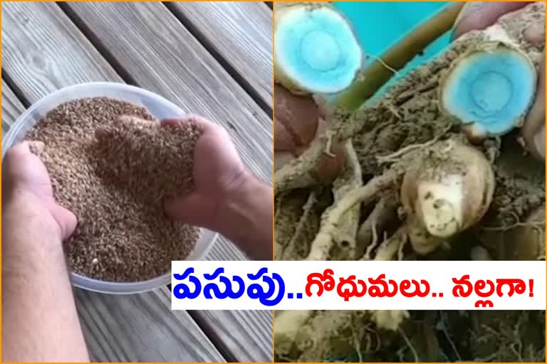 black wheat and turmeric crops are grown in odisha by a young  farmer