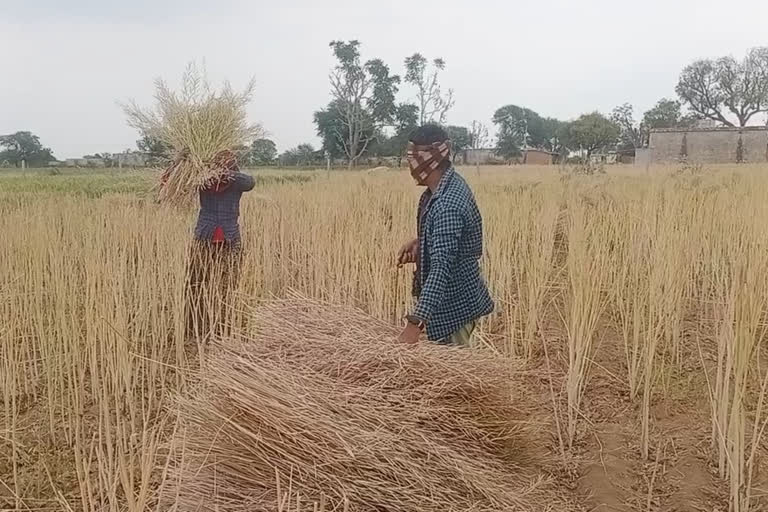 Chaksu news,  Farmers harvest fast