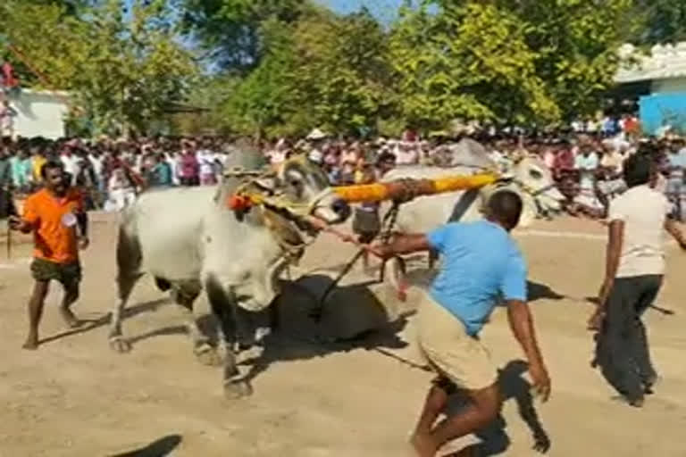 ongole bull stone pulling race at alladupalle