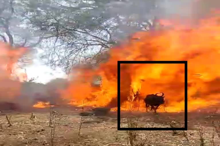 Cow Burnt Alive in Kalburgi