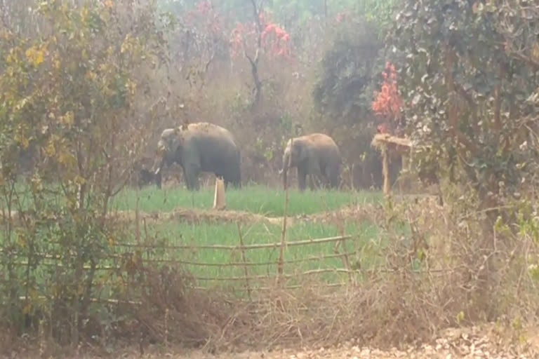 wild elephants terror in jamtara