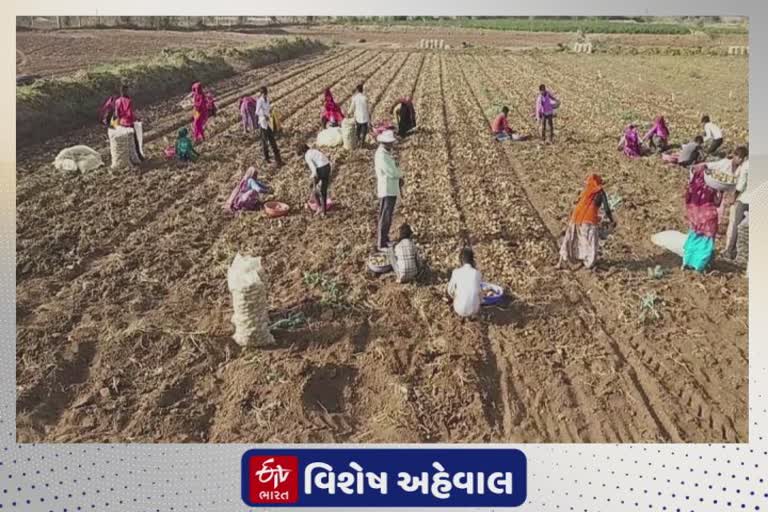 ભારે મંદી વચ્ચે પણ ઇસ્માઇલભાઈએ બટાકા વેચી 48 લાખનો કર્યો નફો