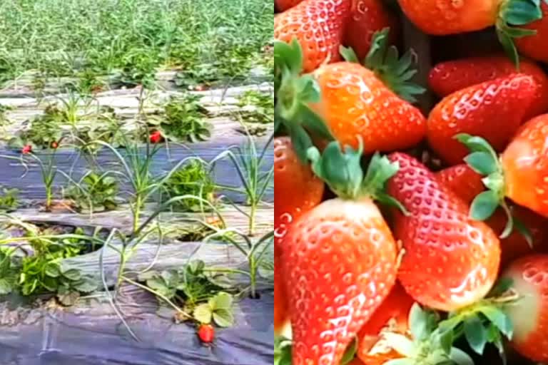 strawberry  Ludhiana  Ludhiana strawberry  Punjab  നാംധാരി ഹര്‍ദേവ് സിംഗ്  ഹര്‍ദേവ് സിംഗ്  സ്‌ട്രോബറി  ലുധിയാന  സ്‌ട്രോബറി ലുധിയാന  ജൈവകൃഷി  പഞ്ചാബ്  Organic farming  Namdhari Hardev Singh  Hardev Singh