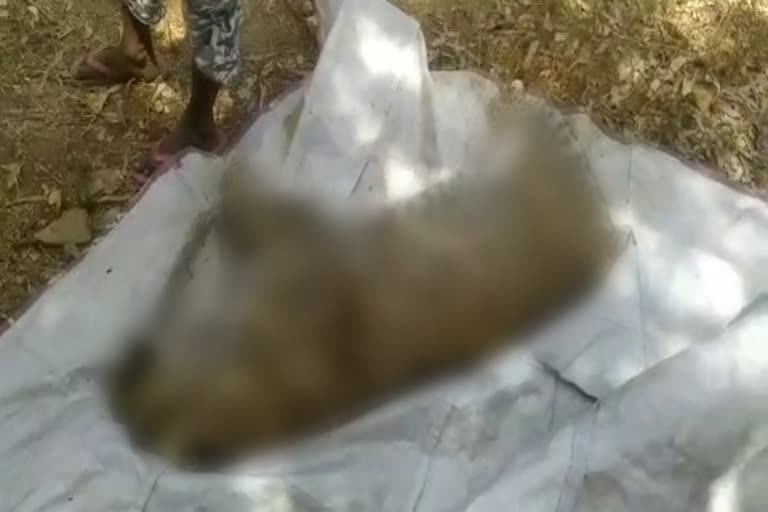 डूंगरपुर न्यूज, panther found dead in dungarpur