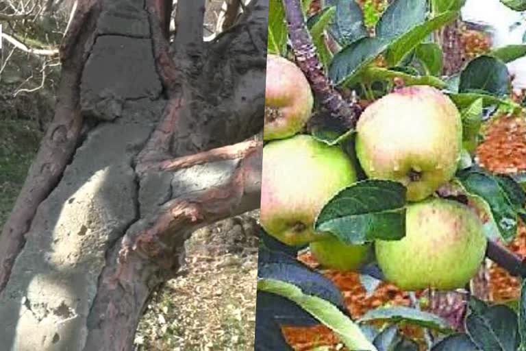 Solution of problems in apple orchard in Shimla district