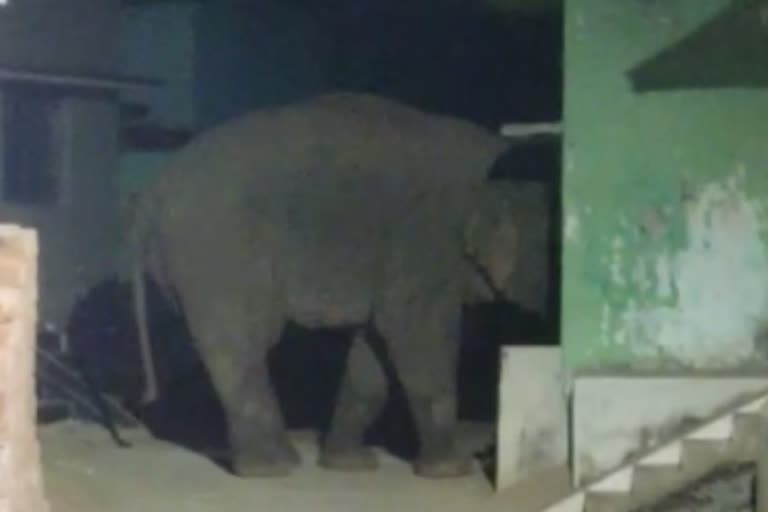 Elephant damage houses In sambalpur