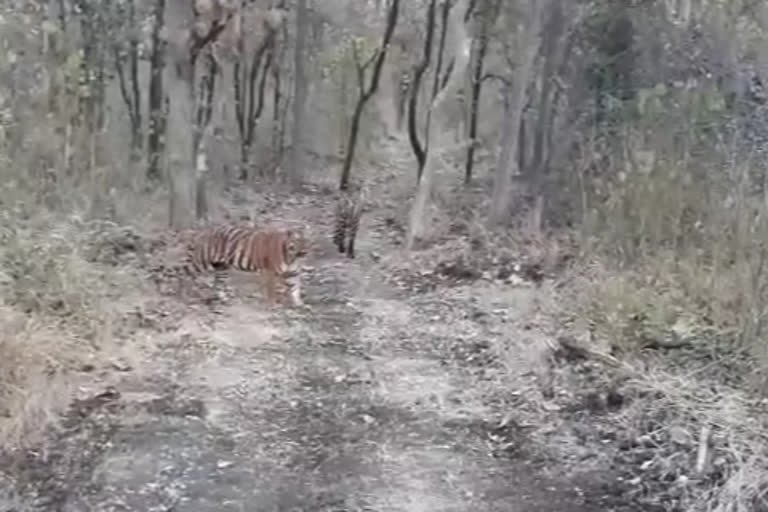 two tiger spotted in painganga forest yawatmal