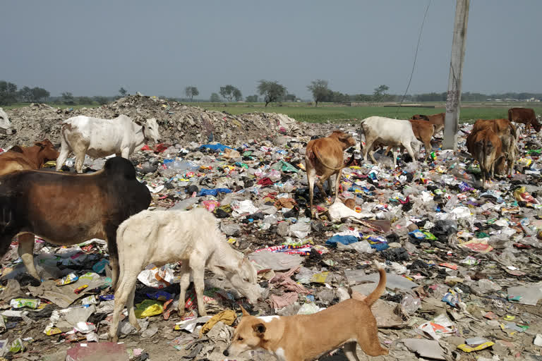 Cattle eating garbage