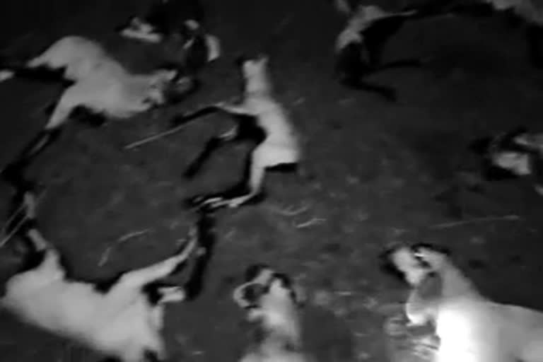 Street dogs attack a herd of lambs in Kottapalli, Pedacherlopalli mandal, Prakasam district