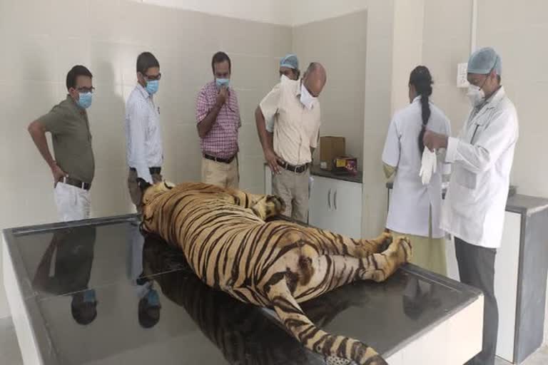 Tiger captured by forest dies Gorewada Rescue Centre Nagpur തഡോബ അന്ധാരി റിസർവ് കടുവ ചത്തു പോസ്റ്റ്‌മോർട്ടത്തിൽ കടുവയുടെ മരണം സെപ്റ്റിസീമിയ ഗുരുതരമായ രക്തപ്രവാഹ അണുബാധ ഗോരേവാഡ പ്രോജക്ട് ഡിവിഷണൽ മാനേജർ