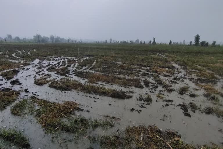 Death of 2 oxen due to lightning strikes in Dewas