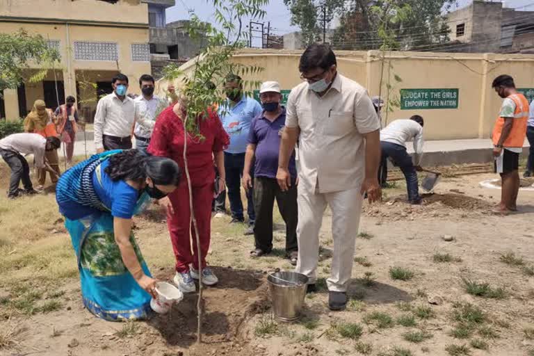 plantation done in saharanpur