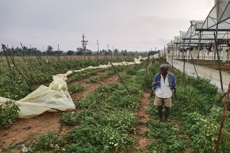   Polyhouse destroyed by heavy rain