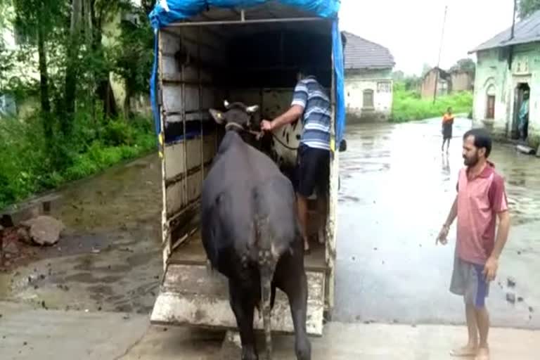 chikhali and aambevadi villagers migration