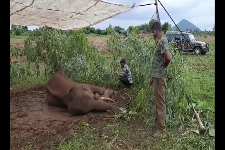 Elephant Fight For Life Forest Department Rescue in kovai 