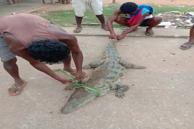 ଆତଙ୍କ ଖେଳାଇଥିବା କୁମ୍ଭୀରକୁ କାବୁ ଗ୍ରାମବାସୀ