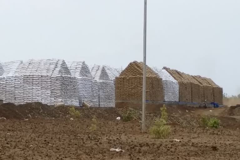 Fear of wheat spoil due to rain