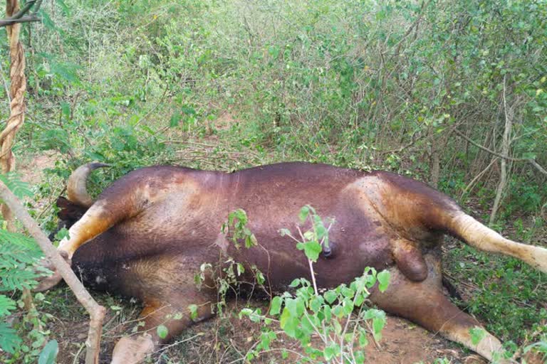 Gaur Dead in Coimbatore