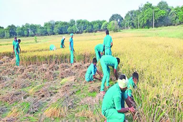 crop in charlapalli jail, charlapalli jail 