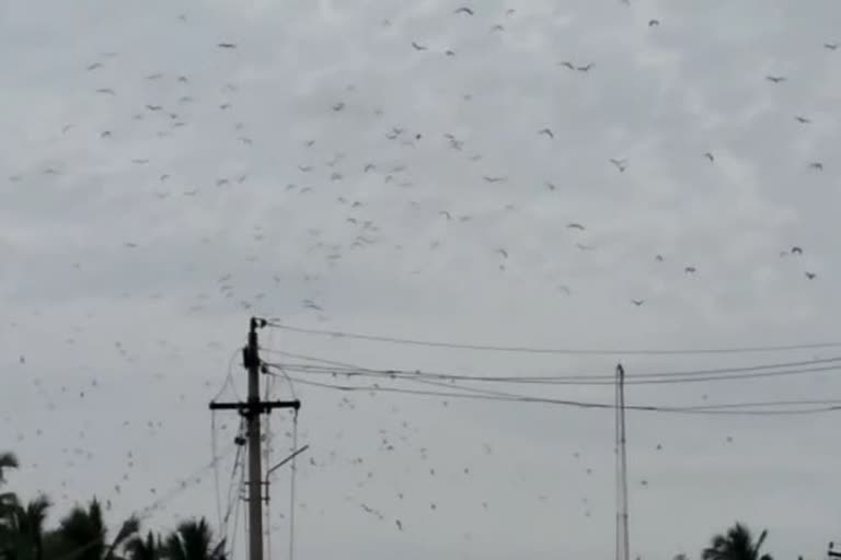 bats that came suddenly in Kanyakumari district