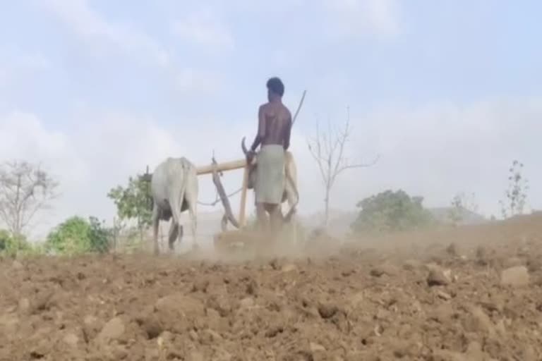 nandurbar farmer