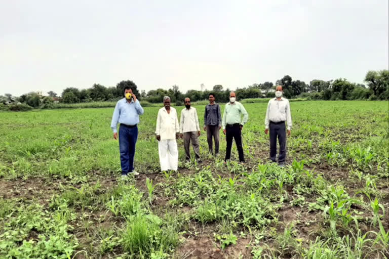 After the issue of non-standard seed, the agriculture department team inspected the crop