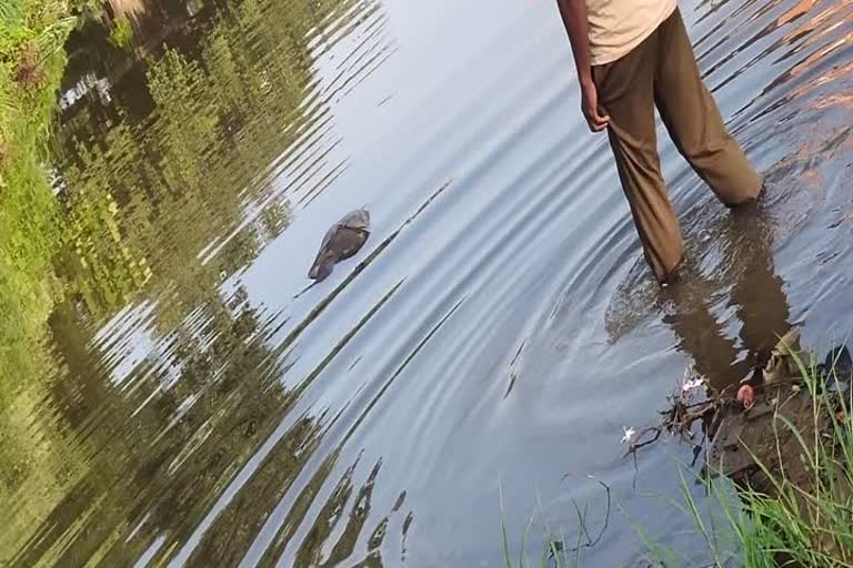 Elderly dead body found floating in Datuni river