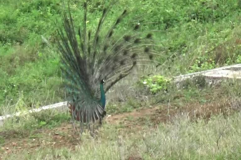 Peacock