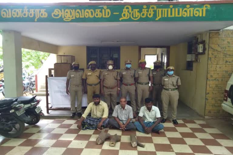 சந்தன மரங்களை வெட்டிய 3 பேர் கைது