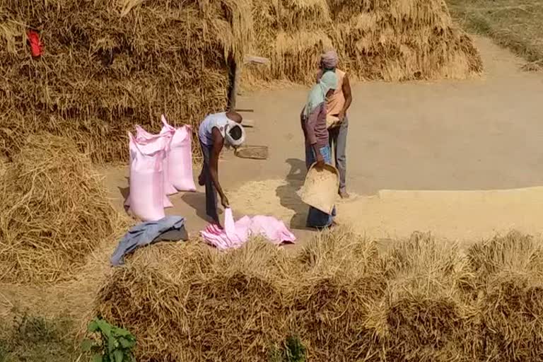 191 farmers applied for paddy sale 