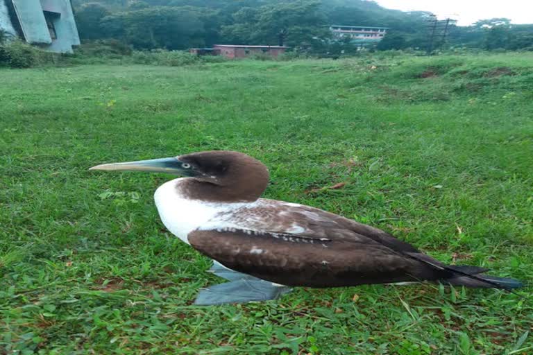 Masked booby rescued by youth in sindhudurg