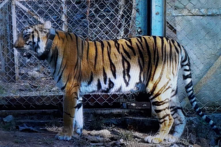 tigress Avni's Offspring died during treatment