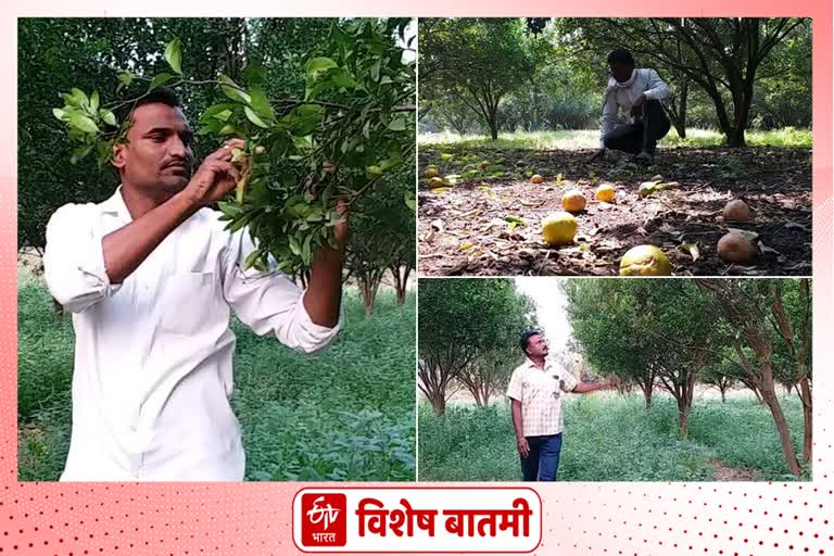 Amravati Orange Production news