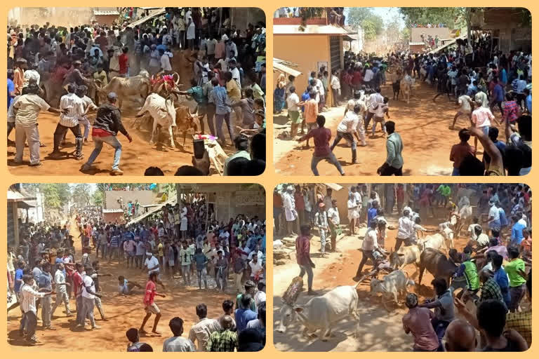 animal festival in chittoor district