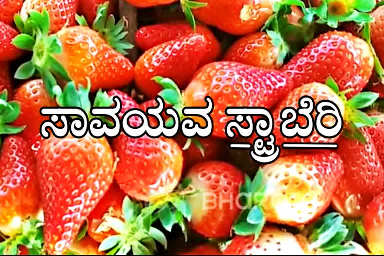 Farmer who organically grows varieties of strawberries