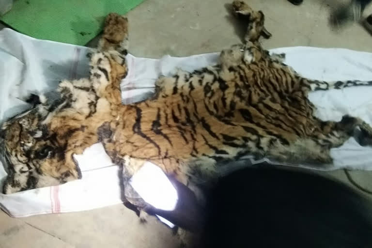 6 other accused arrested in tiger skin smuggling case in jagdalpur