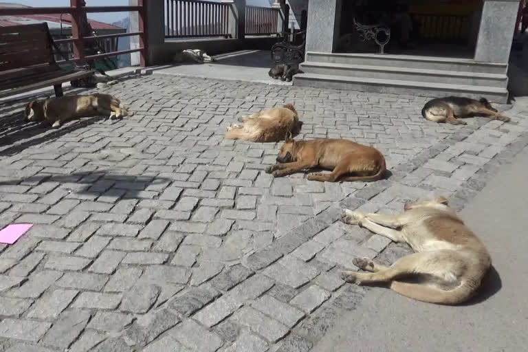 stray dogs in Vikasnagar, विकासनगर में आवारा कुत्ते