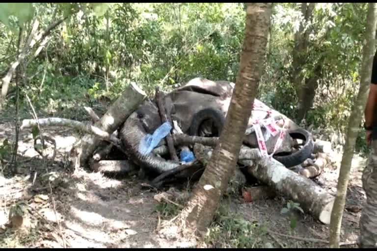 elephant-died-in-sakleshpura