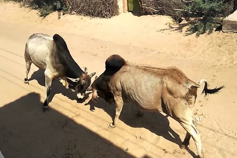 mahendergarh bull fighting women injured