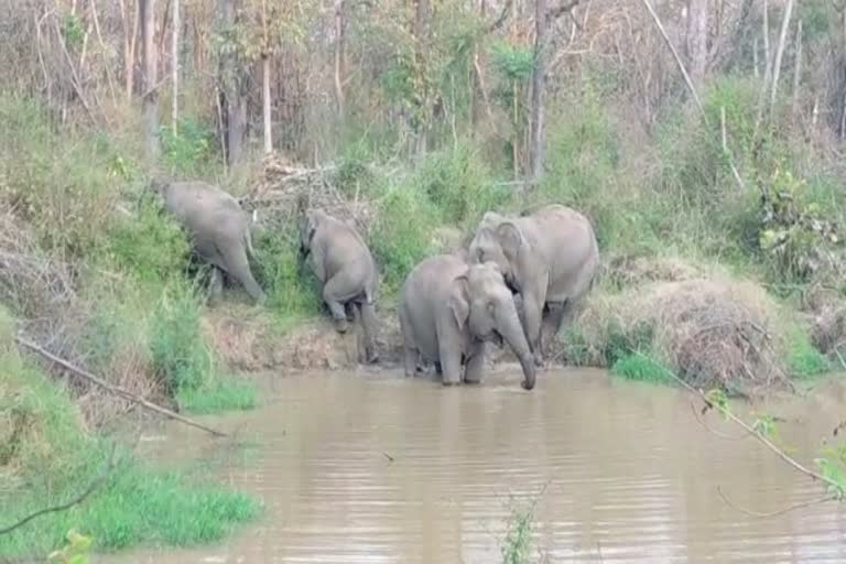 Crop destruction by elephants in Kalaghatagi