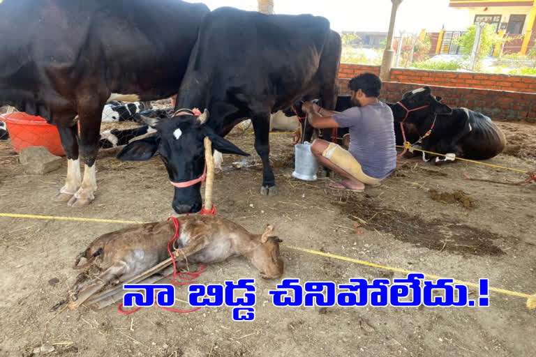 a cow showing his love and affection on child in nirmal district