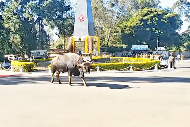 காட்டெருமை