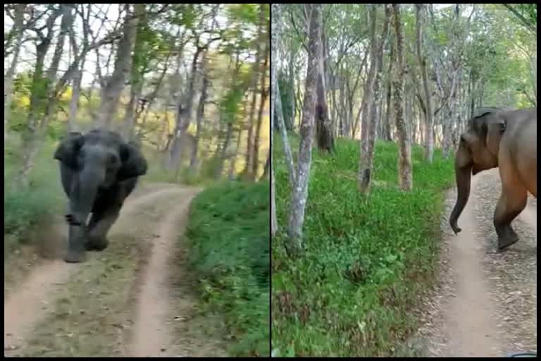 Elephants attack during the K.Gudi Safari