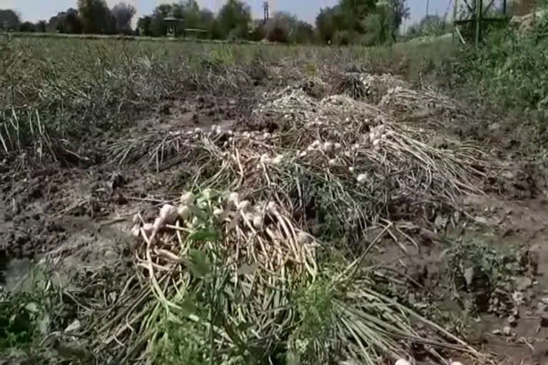 Crop spoiled due to hail and rain, कृषि विभाग की रिपोर्ट में फसल खराब