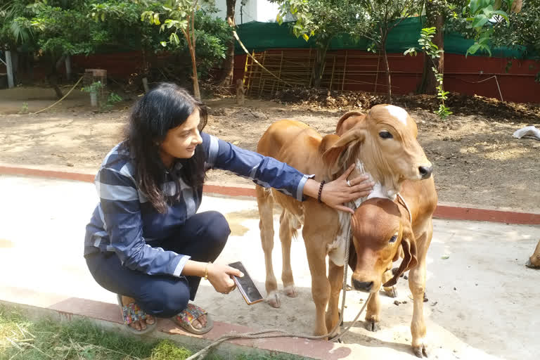 નિવાસ સ્થાને બનાવી ગૌશાળા