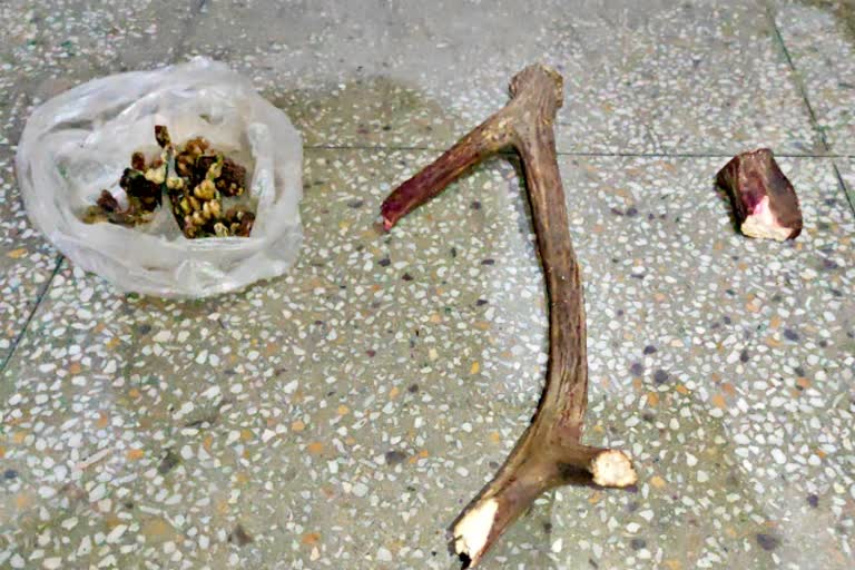 बोगस ग्राहक  वन्य जीव अधिनियम  प्रतिबंधित जीवों के अवशेष  खरीद फरोख्त  captured wildlife remains  ajmer news  Negotiate  Remains of banned organisms  Wildlife Act  Wild Eye India NGO  Bogus customer