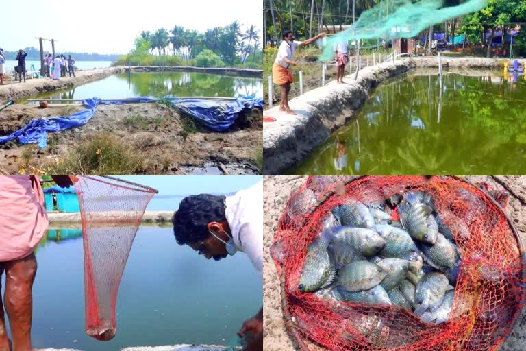 fish farming  saline water fish farming  Kasargod saline water fish farming  കാസർകോട് മത്സ്യകൃഷി  ഓരുജല മത്സ്യകൃഷി  കാസർകോട് ഓരുജല മത്സ്യകൃഷി